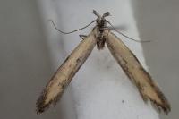 Mesophleps trinotella