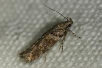 Teleiopsis diffinis