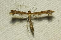 Oxyptilus