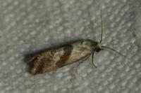 Falseuncaria ruficiliana