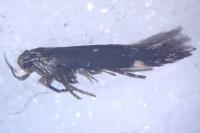 Aproaerema anthyllidella