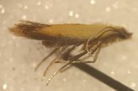 Coptotriche marginea