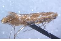 Phyllonorycter corylifoliella