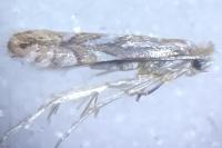 Phyllonorycter