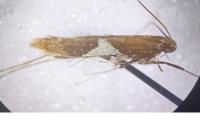Caloptilia stigmatella