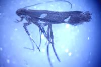 Calybites phasianipennella