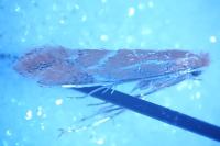 Phyllonorycter corylifoliella