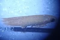 Tischeria