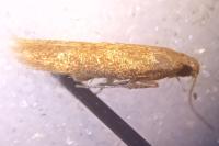 Tischeria