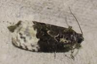 Apotomis betuletana