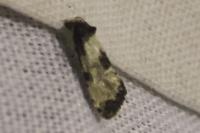 Neocochylis dubitana