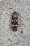 Gelechia dujardini/mediterranea/sestertiella