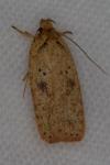 Agonopterix scopariella