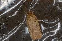 Agonopterix