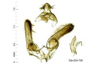 Marasmarcha lunaedactyla