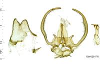 Stangeia siceliota