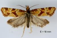 Aethes hartmanniana