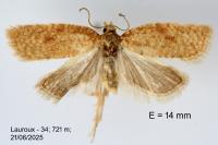 Acleris quercinana