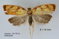 Acleris bergmanniana