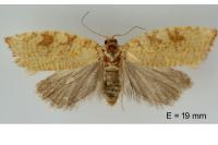 Aleimma loeflingiana