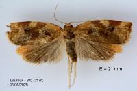 Archips xylosteana