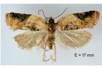 Acleris variegana