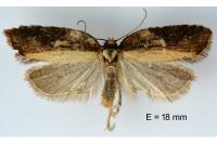 Acleris hastiana