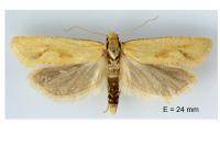 Cochylimorpha meridiana
