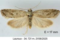 Cnephasia hellenica
