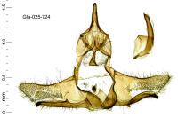 Cnephasia hellenica