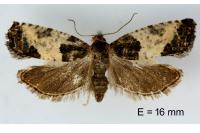 Spilonota ocellana