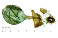 Spilonota ocellana