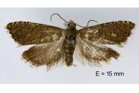 Dichrorampha senectana