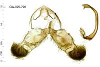 Dichrorampha senectana
