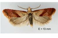 Falseuncaria degreyana