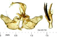 Falseuncaria degreyana