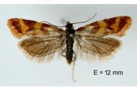 Aethes rutilana