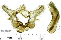 Aethes rutilana