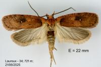 Agonopterix alpigena