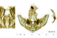 Agonopterix alpigena