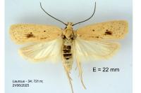 Agonopterix kaekeritziana