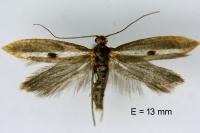 Parahyponomeuta egregiella