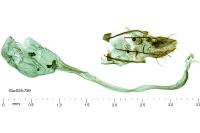 Parahyponomeuta egregiella