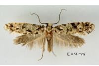 Nemapogon agenjoi