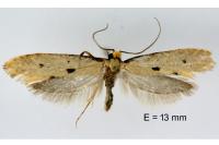 Tinea trinotella