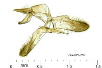 Tinea trinotella
