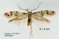 Infurcitinea atrifasciella