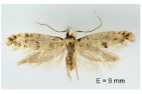 Infurcitinea captans