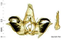 Infurcitinea captans