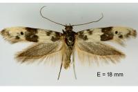 Enolmis acanthella